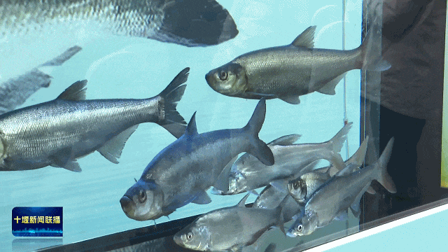 ‘丹江鲌’品牌推介会在京举行20261182011332